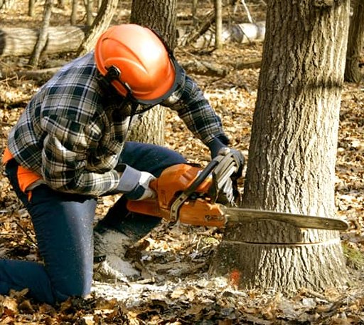 Tree Removal in Burlington, WI